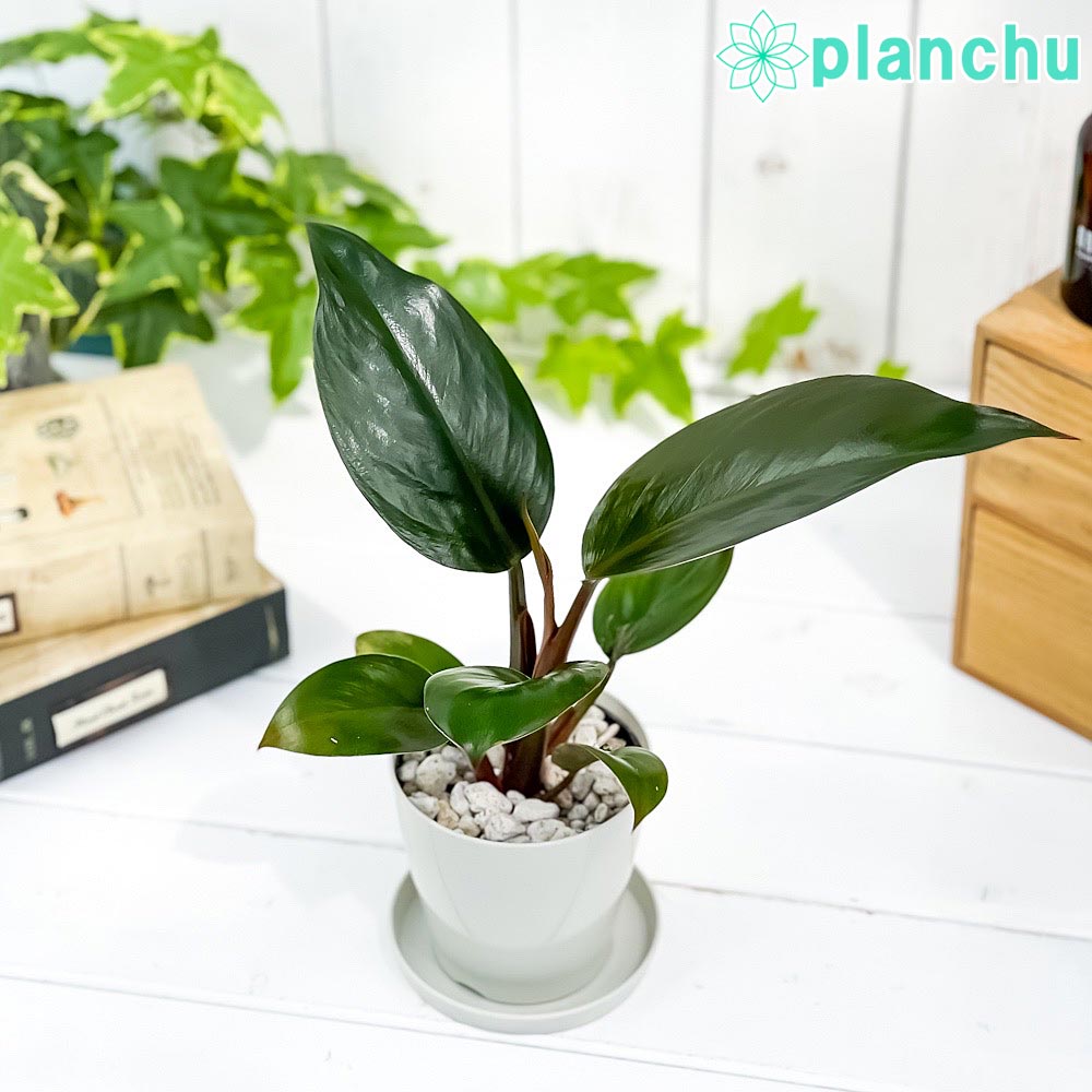 PLANCHU 観葉植物 フィロデンドロン ロジョコンゴ 3.5号鉢 受け皿付き 育て方説明書付き Philodendron ‘Rojo Congo’ アロイド