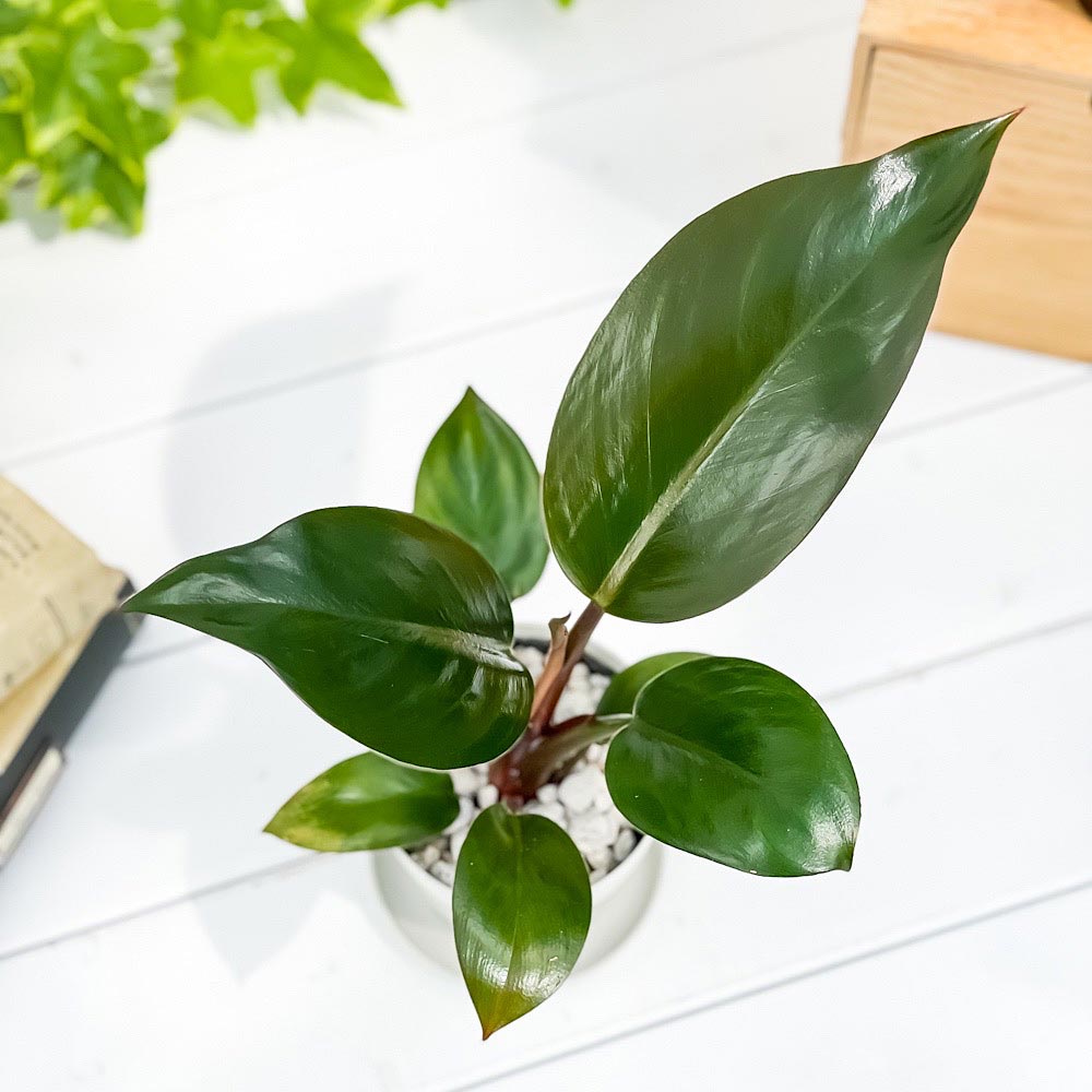 PLANCHU 観葉植物 フィロデンドロン ロジョコンゴ 3.5号鉢 受け皿付き 育て方説明書付き Philodendron ‘Rojo Congo’ アロイド