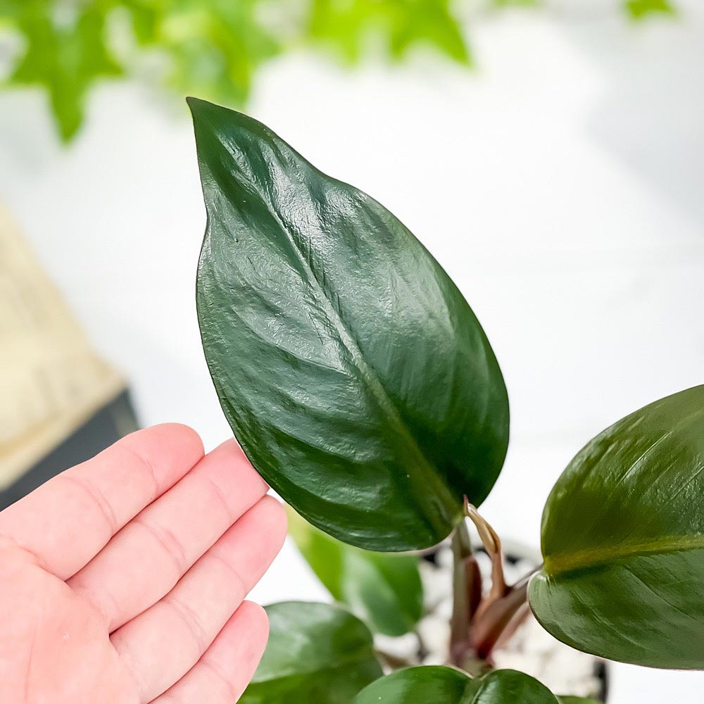 PLANCHU 観葉植物 フィロデンドロン ロジョコンゴ 3.5号鉢 受け皿付き 育て方説明書付き Philodendron ‘Rojo Congo’ アロイド