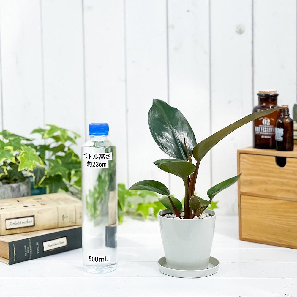 PLANCHU 観葉植物 フィロデンドロン ロジョコンゴ 3.5号鉢 受け皿付き 育て方説明書付き Philodendron ‘Rojo Congo’ アロイド