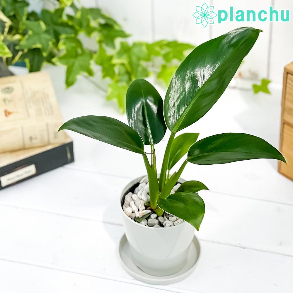 PLANCHU 観葉植物 フィロデンドロン レッドコアコンゴ 3.5号鉢 受け皿付き 育て方説明書付き Philodendron ‘Red Core Congo’ アロイド