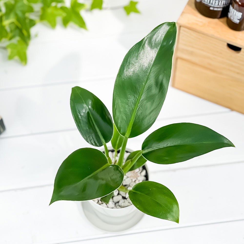 PLANCHU 観葉植物 フィロデンドロン レッドコアコンゴ 3.5号鉢 受け皿付き 育て方説明書付き Philodendron ‘Red Core Congo’ アロイド