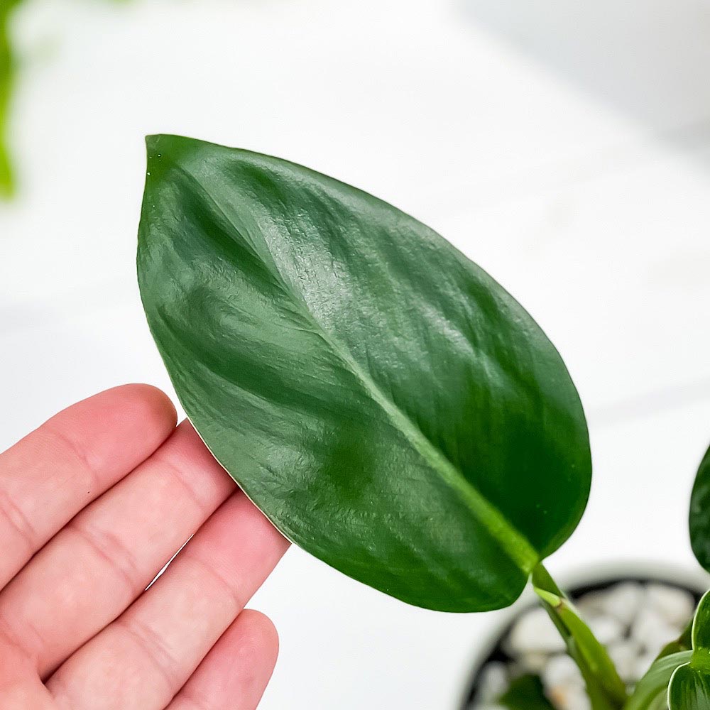 PLANCHU 観葉植物 フィロデンドロン レッドコアコンゴ 3.5号鉢 受け皿付き 育て方説明書付き Philodendron ‘Red Core Congo’ アロイド