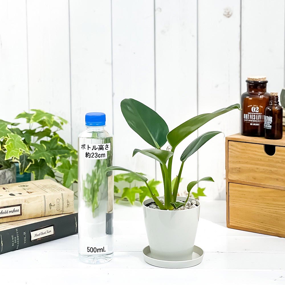 PLANCHU 観葉植物 フィロデンドロン レッドコアコンゴ 3.5号鉢 受け皿付き 育て方説明書付き Philodendron ‘Red Core Congo’ アロイド
