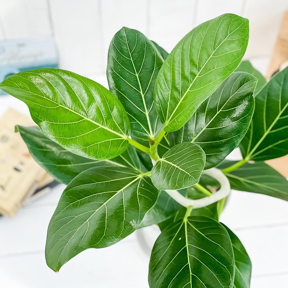 PLANCHU 観葉植物 フィカス ベンガレンシス 曲がり 6号鉢 受け皿付き 育て方説明書付き Ficus benghalensis ベンガルボダイジュ ゴムノキ
