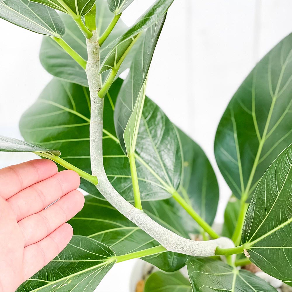 PLANCHU 観葉植物 フィカス ベンガレンシス 曲がり 6号鉢 受け皿付き 育て方説明書付き Ficus benghalensis ベンガルボダイジュ ゴムノキ