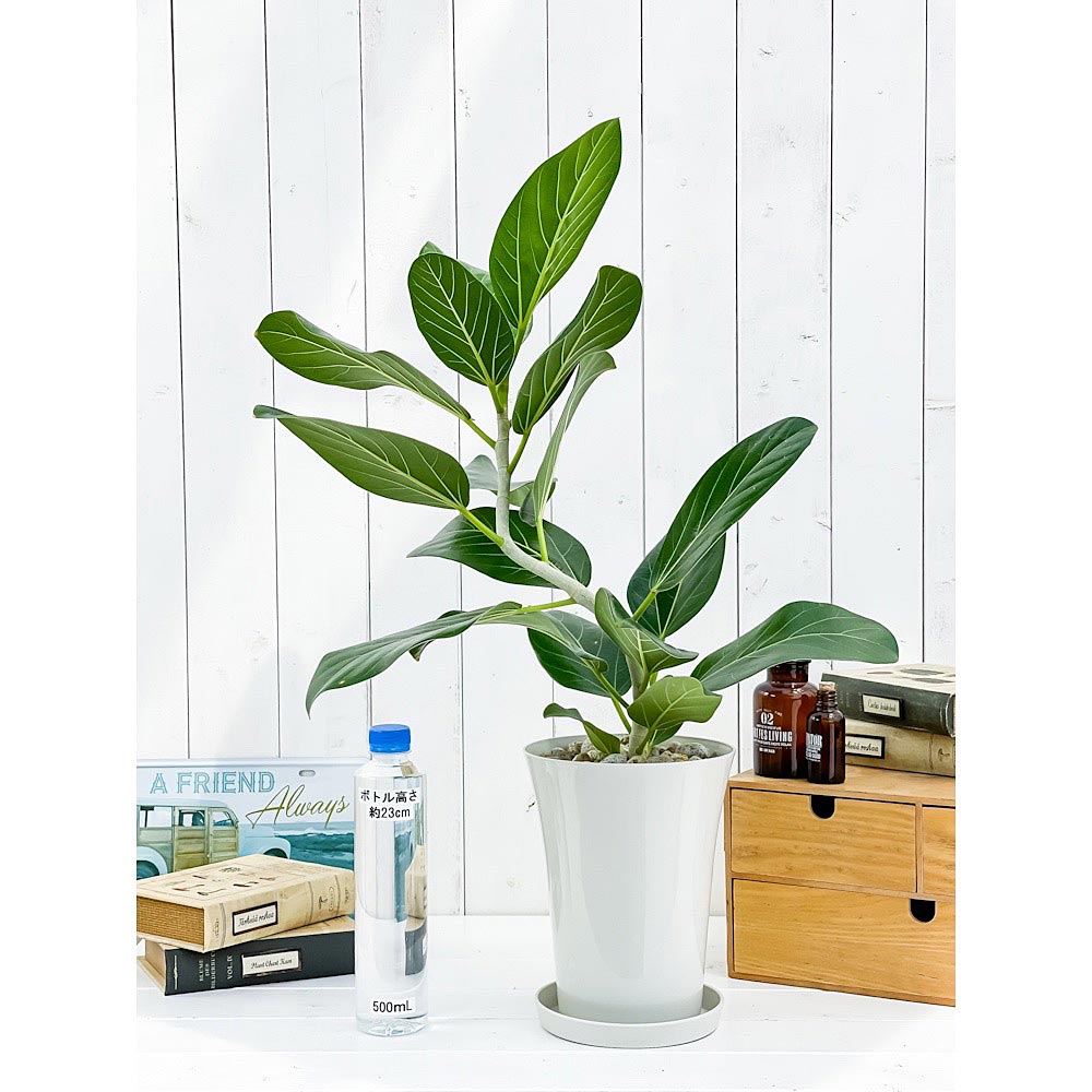 PLANCHU 観葉植物 フィカス ベンガレンシス 曲がり 6号鉢 受け皿付き 育て方説明書付き Ficus benghalensis ベンガルボダイジュ ゴムノキ