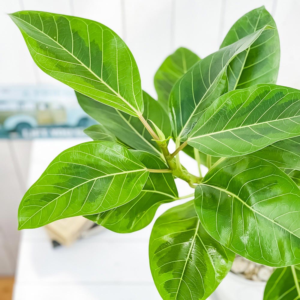 PLANCHU 観葉植物 フィカス アルテシマ 斑入り 曲がり 6号鉢 受け皿付き 育て方説明書付き Ficus altissima ‘Variegata’ ゴムノキ