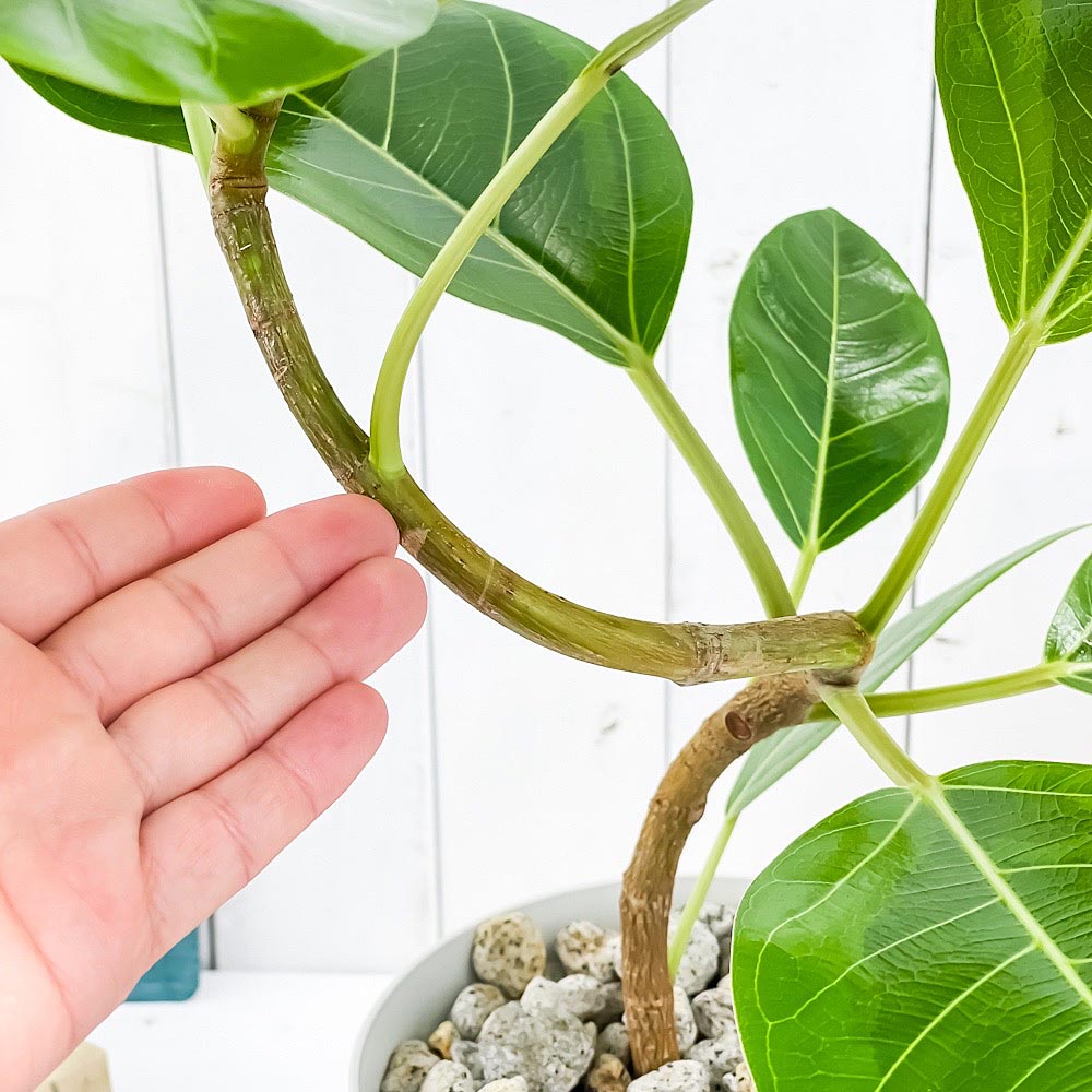 PLANCHU 観葉植物 フィカス アルテシマ 斑入り 曲がり 6号鉢 受け皿付き 育て方説明書付き Ficus altissima ‘Variegata’ ゴムノキ