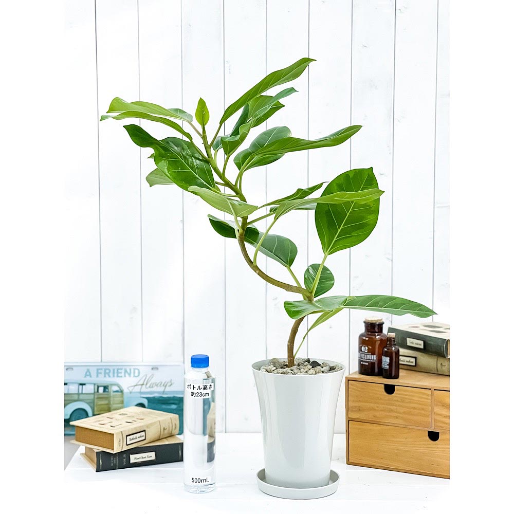 PLANCHU 観葉植物 フィカス アルテシマ 斑入り 曲がり 6号鉢 受け皿付き 育て方説明書付き Ficus altissima ‘Variegata’ ゴムノキ