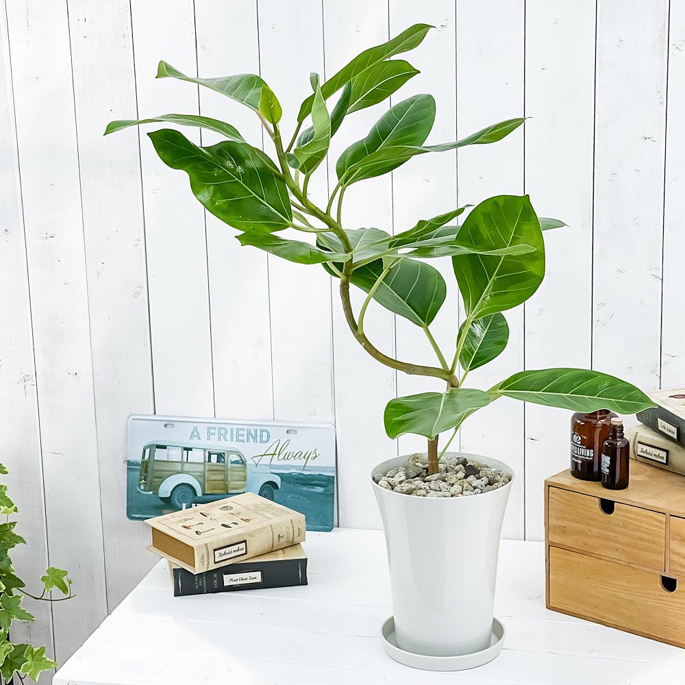 PLANCHU 観葉植物 フィカス アルテシマ 斑入り 曲がり 6号鉢 受け皿付き 育て方説明書付き Ficus altissima ‘Variegata’ ゴムノキ