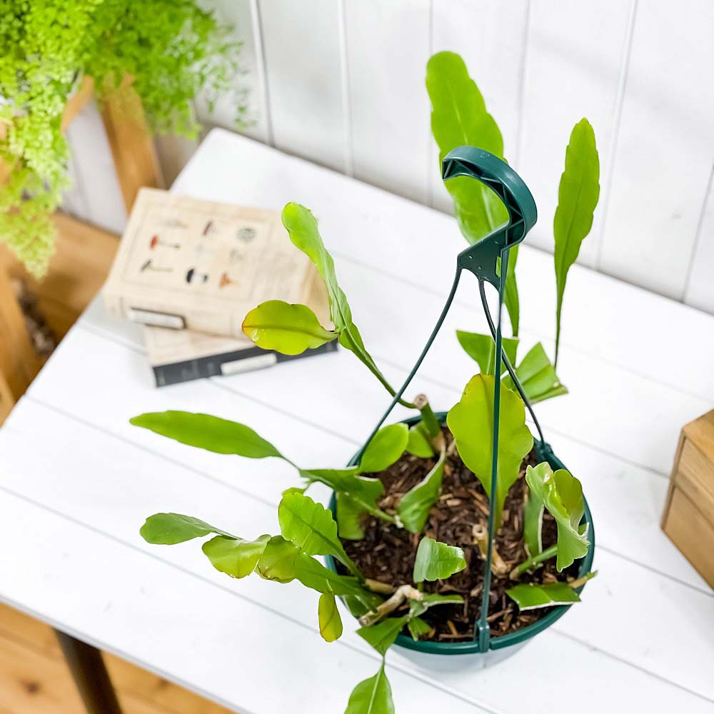 PLANCHU 観葉植物 エピフィルム オキシペタルム 7号吊り鉢 育て方説明書付き Epiphyllum oxypetalum エピフィルム 月下美人 森林性サボテン