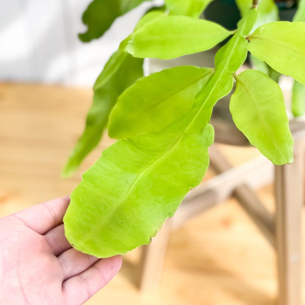 PLANCHU 観葉植物 エピフィルム オキシペタルム 7号吊り鉢 育て方説明書付き Epiphyllum oxypetalum エピフィルム 月下美人 森林性サボテン