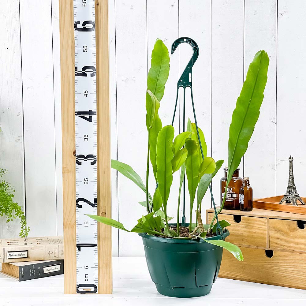 PLANCHU 観葉植物 エピフィルム オキシペタルム 7号吊り鉢 育て方説明書付き Epiphyllum oxypetalum エピフィルム 月下美人 森林性サボテン