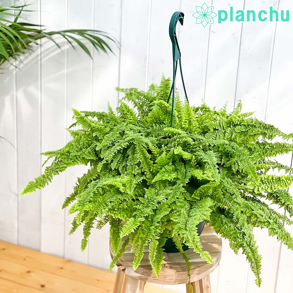 PLANCHU 観葉植物 ネフロレピス フラッフィーラッフルズ 7号吊り鉢 育て方説明書付き Nephrolepis ‘Fluffy Ruffles’ ボストンファーン ボストンファン シダ植物