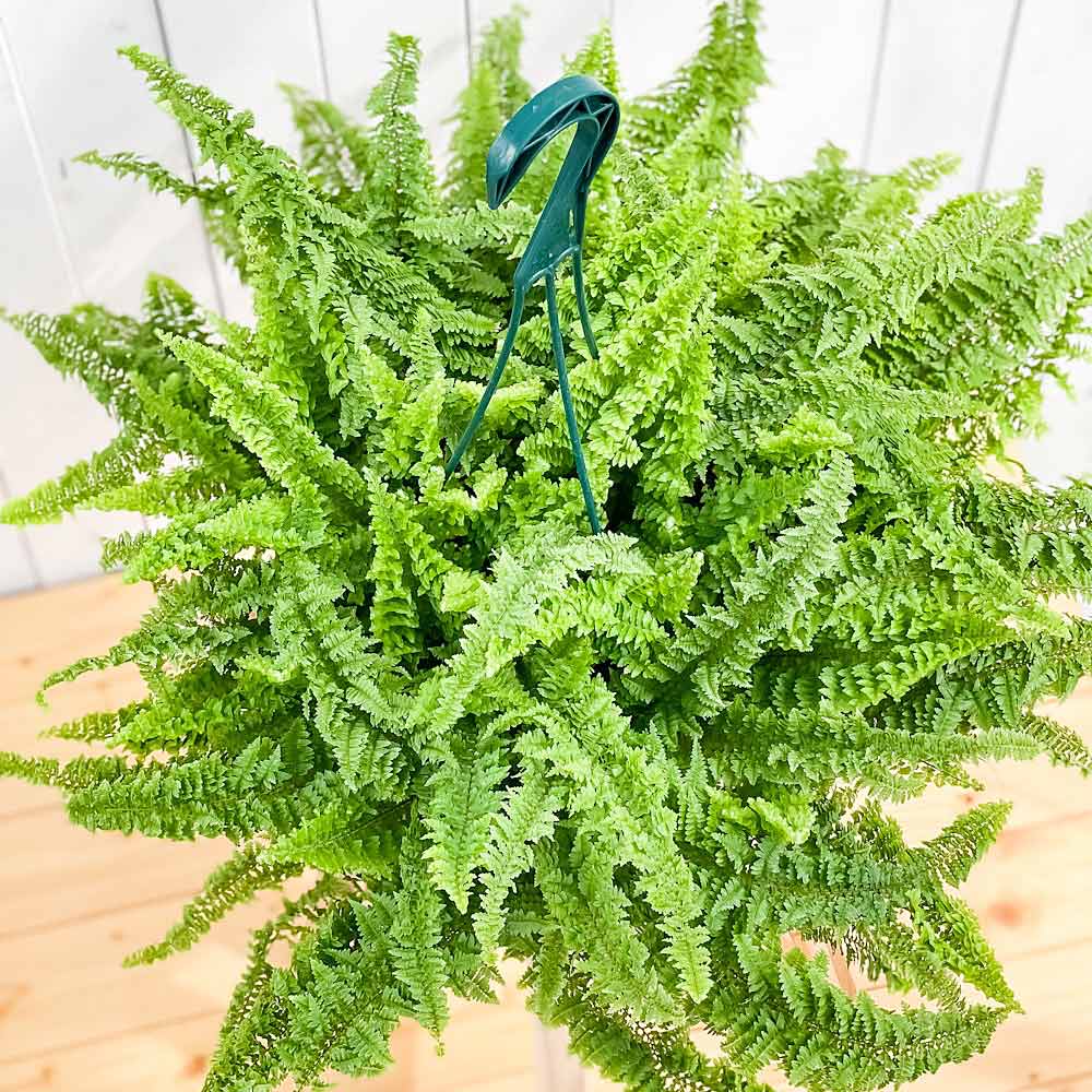 PLANCHU 観葉植物 ネフロレピス フラッフィーラッフルズ 7号吊り鉢 育て方説明書付き Nephrolepis ‘Fluffy Ruffles’ ボストンファーン ボストンファン シダ植物