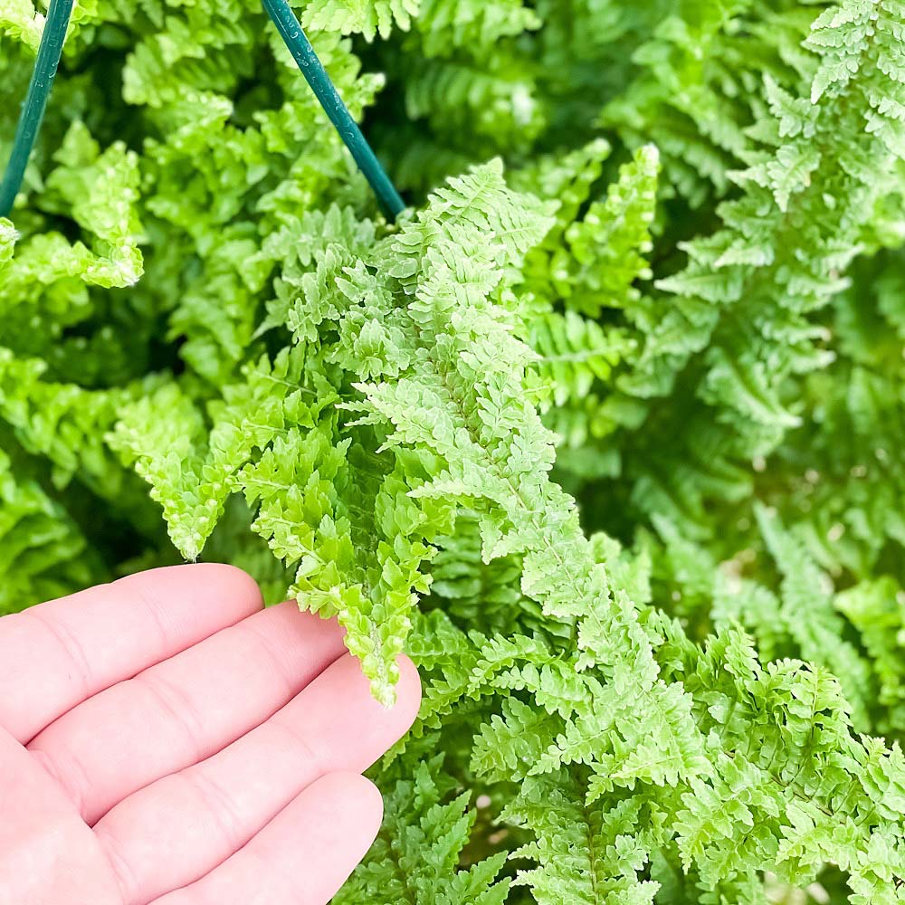 PLANCHU 観葉植物 ネフロレピス フラッフィーラッフルズ 7号吊り鉢 育て方説明書付き Nephrolepis ‘Fluffy Ruffles’ ボストンファーン ボストンファン シダ植物