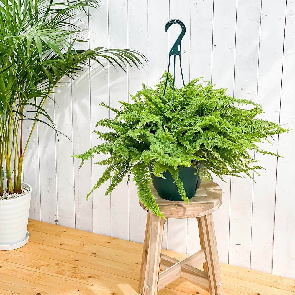 PLANCHU 観葉植物 ネフロレピス フラッフィーラッフルズ 7号吊り鉢 育て方説明書付き Nephrolepis ‘Fluffy Ruffles’ ボストンファーン ボストンファン シダ植物