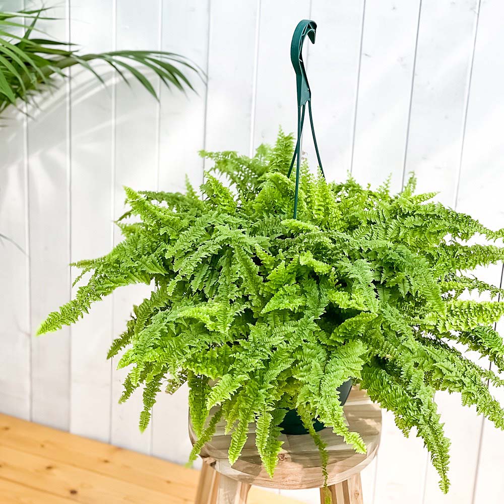 PLANCHU 観葉植物 ネフロレピス フラッフィーラッフルズ 7号吊り鉢 育て方説明書付き Nephrolepis ‘Fluffy Ruffles’ ボストンファーン ボストンファン シダ植物