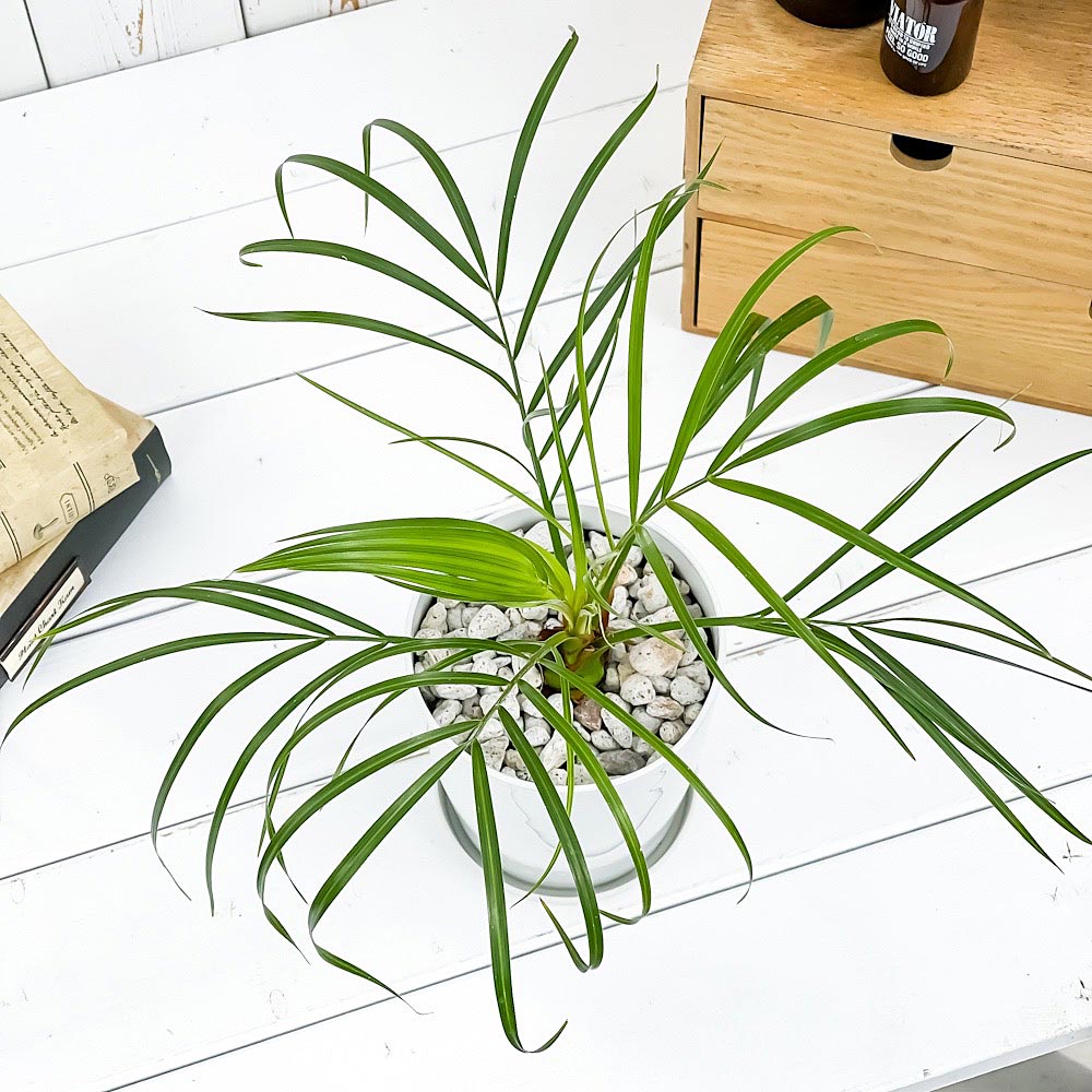 PLANCHU 観葉植物 フェニックス ロベレニー 4号鉢 受け皿付き 育て方説明書付き Phoenix roebelenii 実生 シンノウヤシ