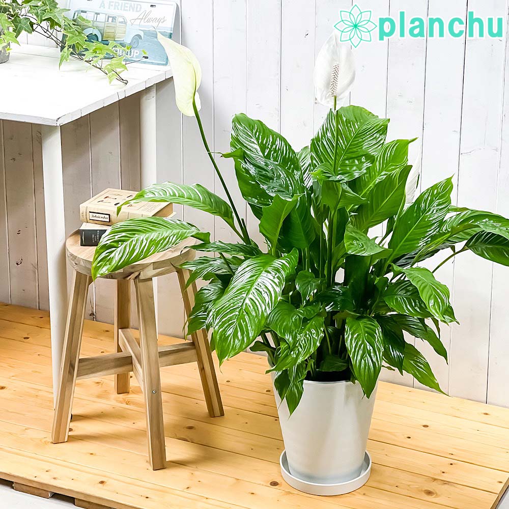 PLANCHU 観葉植物 スパティフィラム 8号鉢 受け皿付き 育て方説明書付き Spathiphyllum アロイド 大株 充実株