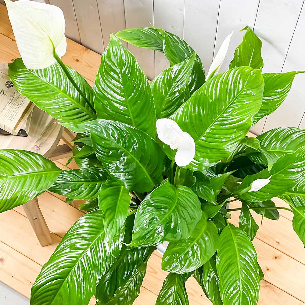 PLANCHU 観葉植物 スパティフィラム 8号鉢 受け皿付き 育て方説明書付き Spathiphyllum アロイド 大株 充実株