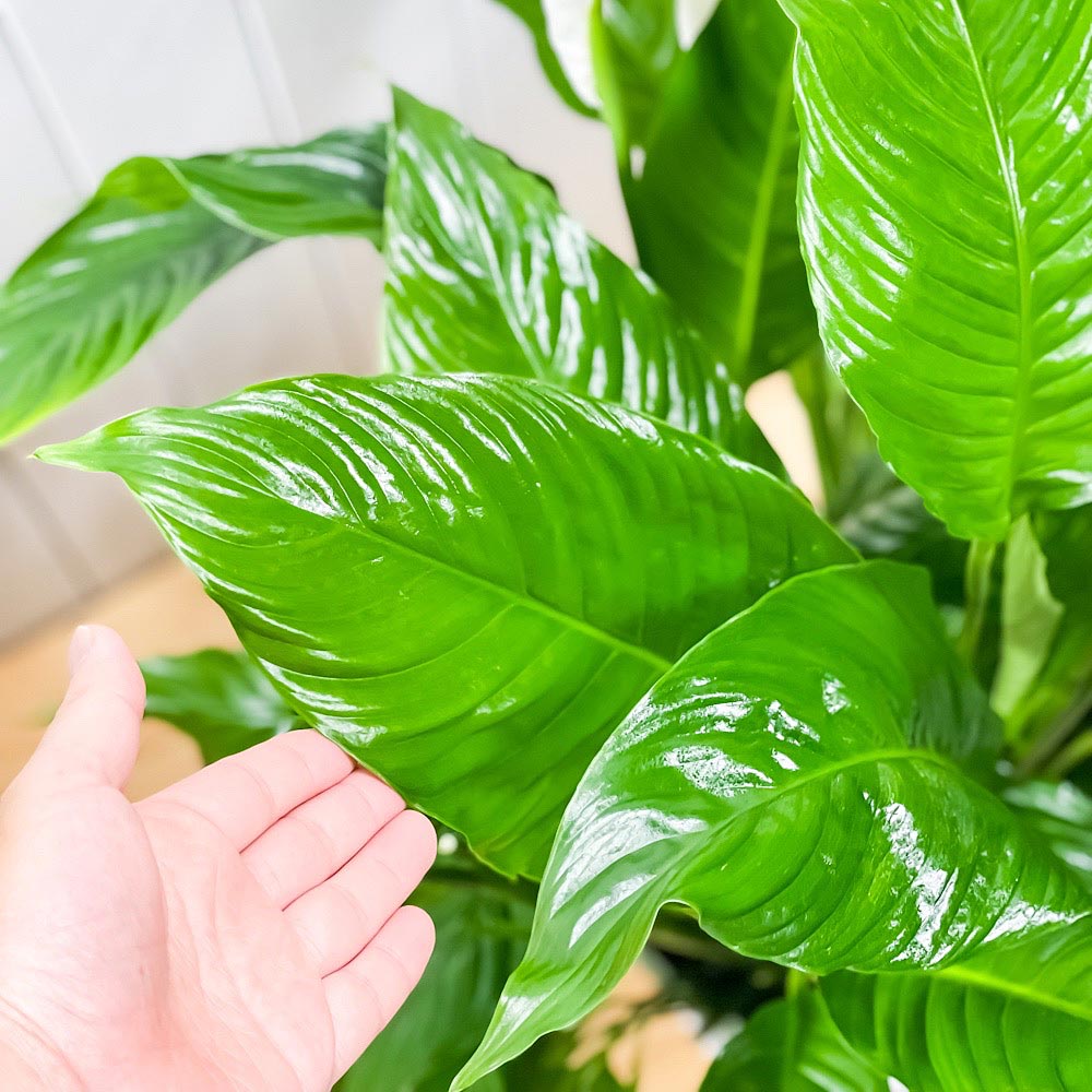 PLANCHU 観葉植物 スパティフィラム 8号鉢 受け皿付き 育て方説明書付き Spathiphyllum アロイド 大株 充実株