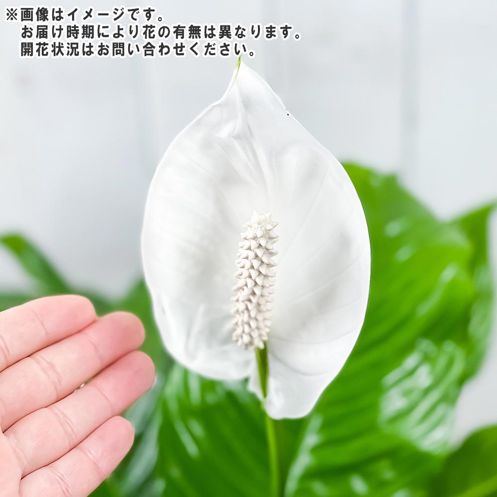 PLANCHU 観葉植物 スパティフィラム 8号鉢 受け皿付き 育て方説明書付き Spathiphyllum アロイド 大株 充実株