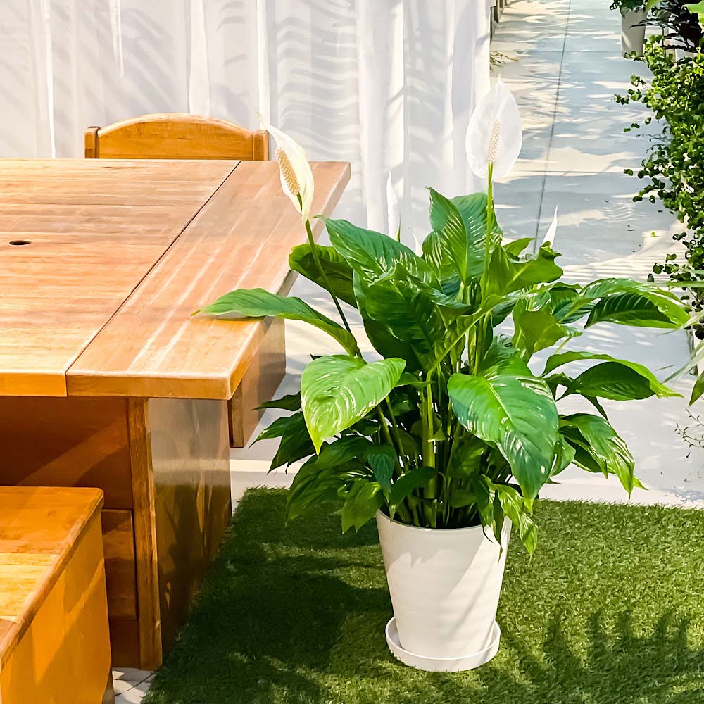 PLANCHU 観葉植物 スパティフィラム 8号鉢 受け皿付き 育て方説明書付き Spathiphyllum アロイド 大株 充実株