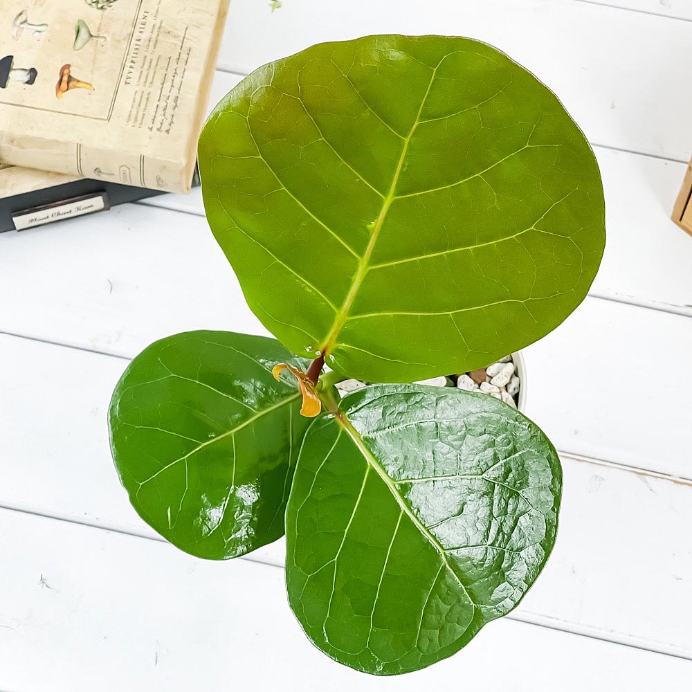 PLANCHU 観葉植物 ココロバ シーグレープ 4号鉢 受け皿付き 育て方説明書付き Coccoloba uvifera ハマベブドウ
