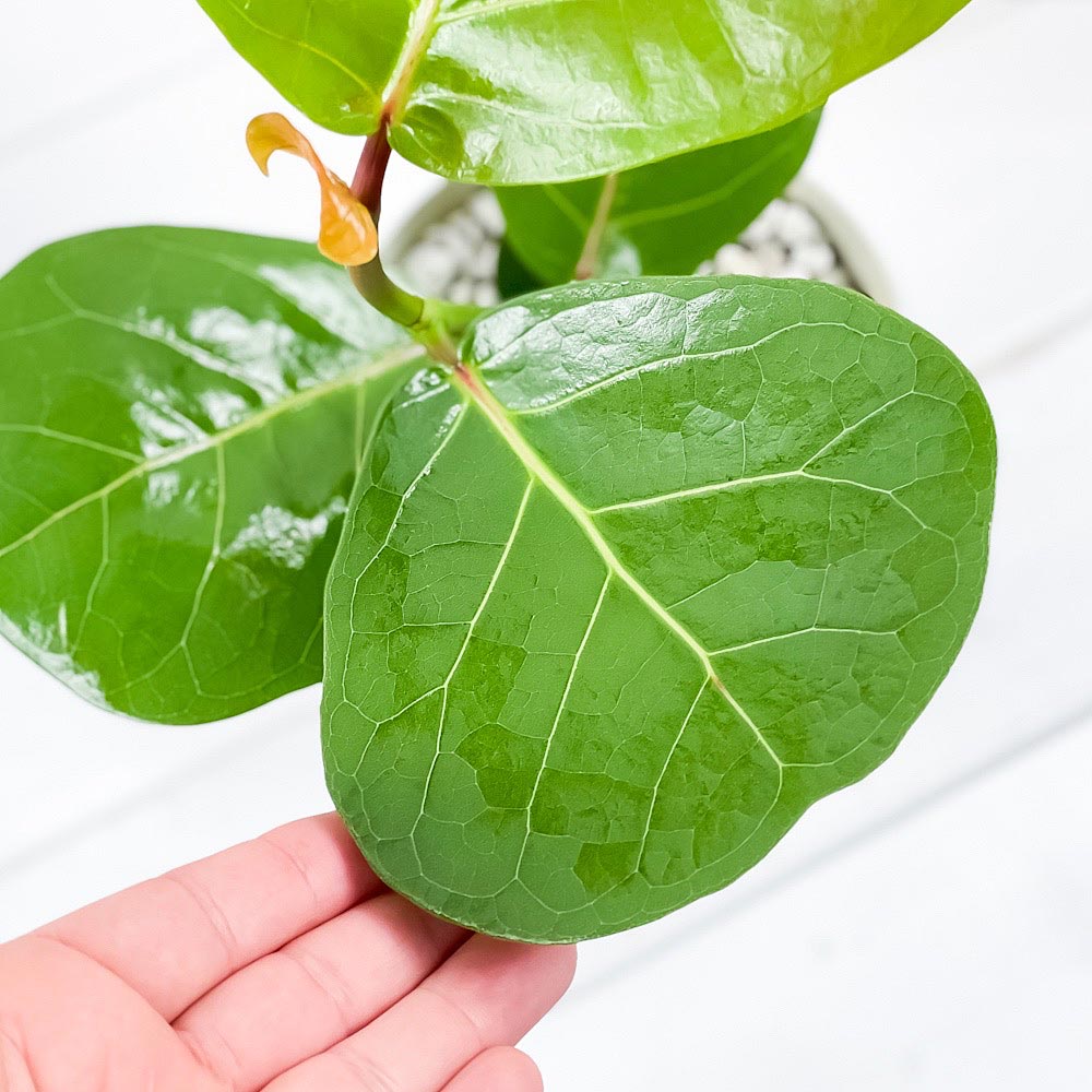PLANCHU 観葉植物 ココロバ シーグレープ 4号鉢 受け皿付き 育て方説明書付き Coccoloba uvifera ハマベブドウ