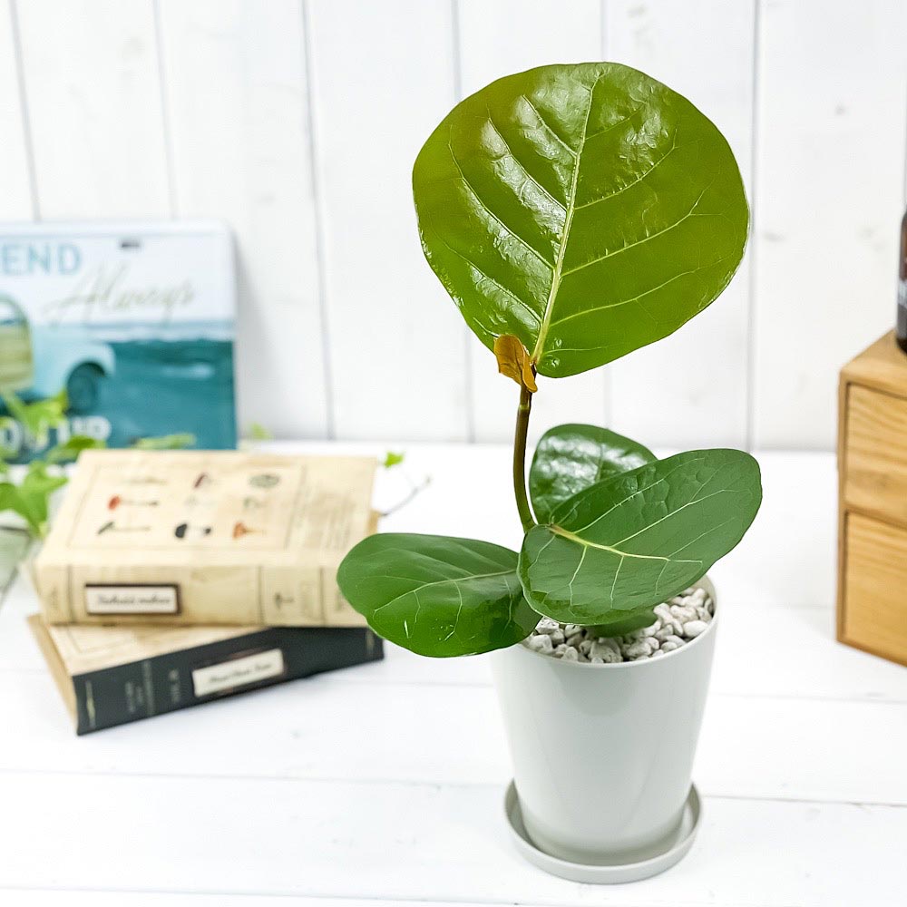 PLANCHU 観葉植物 ココロバ シーグレープ 4号鉢 受け皿付き 育て方説明書付き Coccoloba uvifera ハマベブドウ