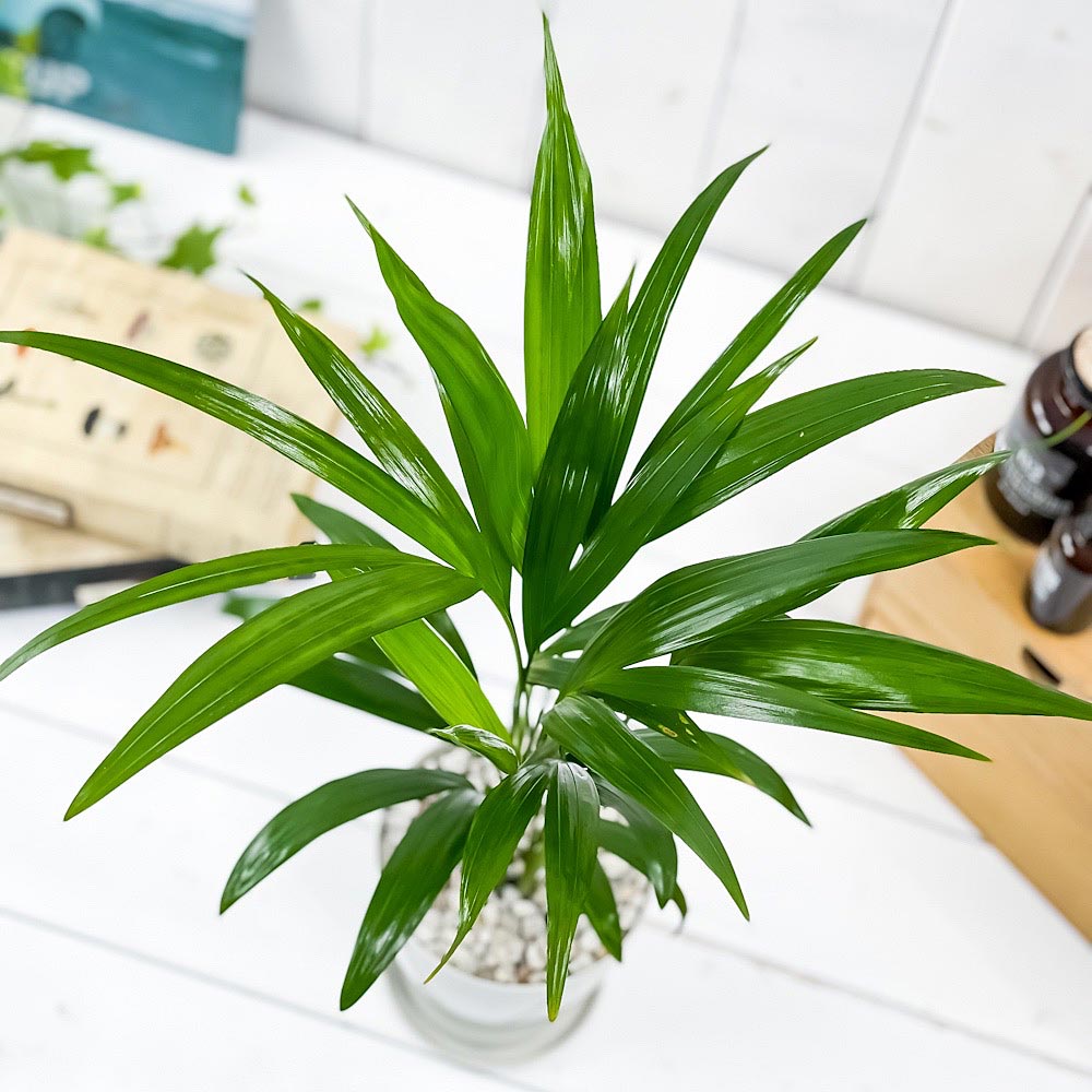 PLANCHU 観葉植物 アレカヤシ 4号鉢 受け皿付き 育て方説明書付き Dypsis lutescens ディプシス ヤシ コガネタケヤシ ヤマドリヤシ