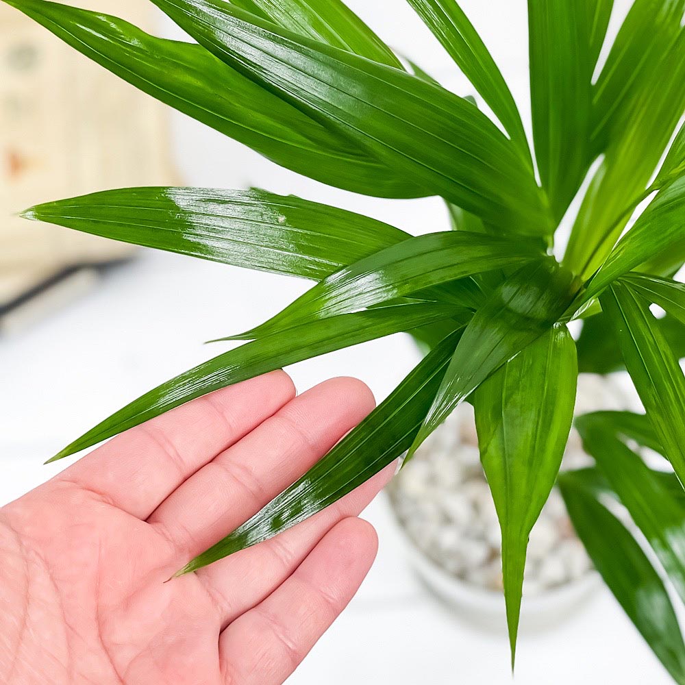 PLANCHU 観葉植物 アレカヤシ 4号鉢 受け皿付き 育て方説明書付き Dypsis lutescens ディプシス ヤシ コガネタケヤシ ヤマドリヤシ