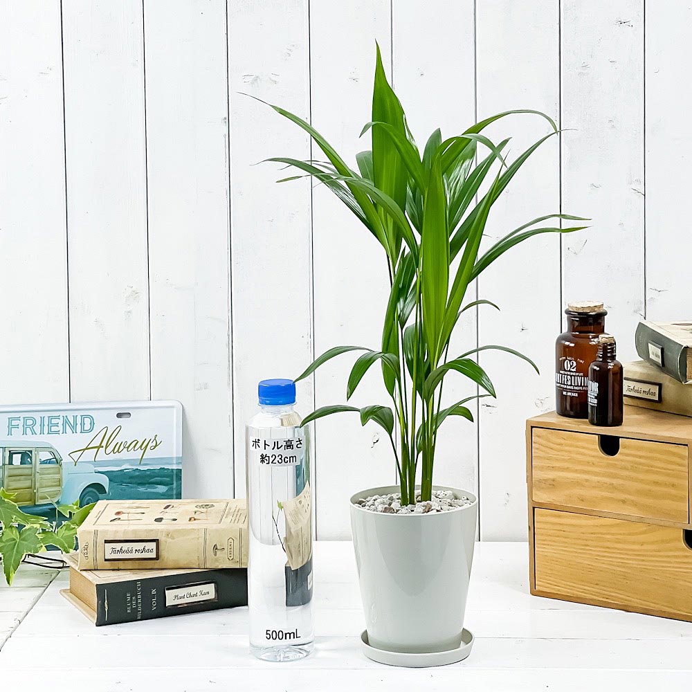 PLANCHU 観葉植物 アレカヤシ 4号鉢 受け皿付き 育て方説明書付き Dypsis lutescens ディプシス ヤシ コガネタケヤシ ヤマドリヤシ