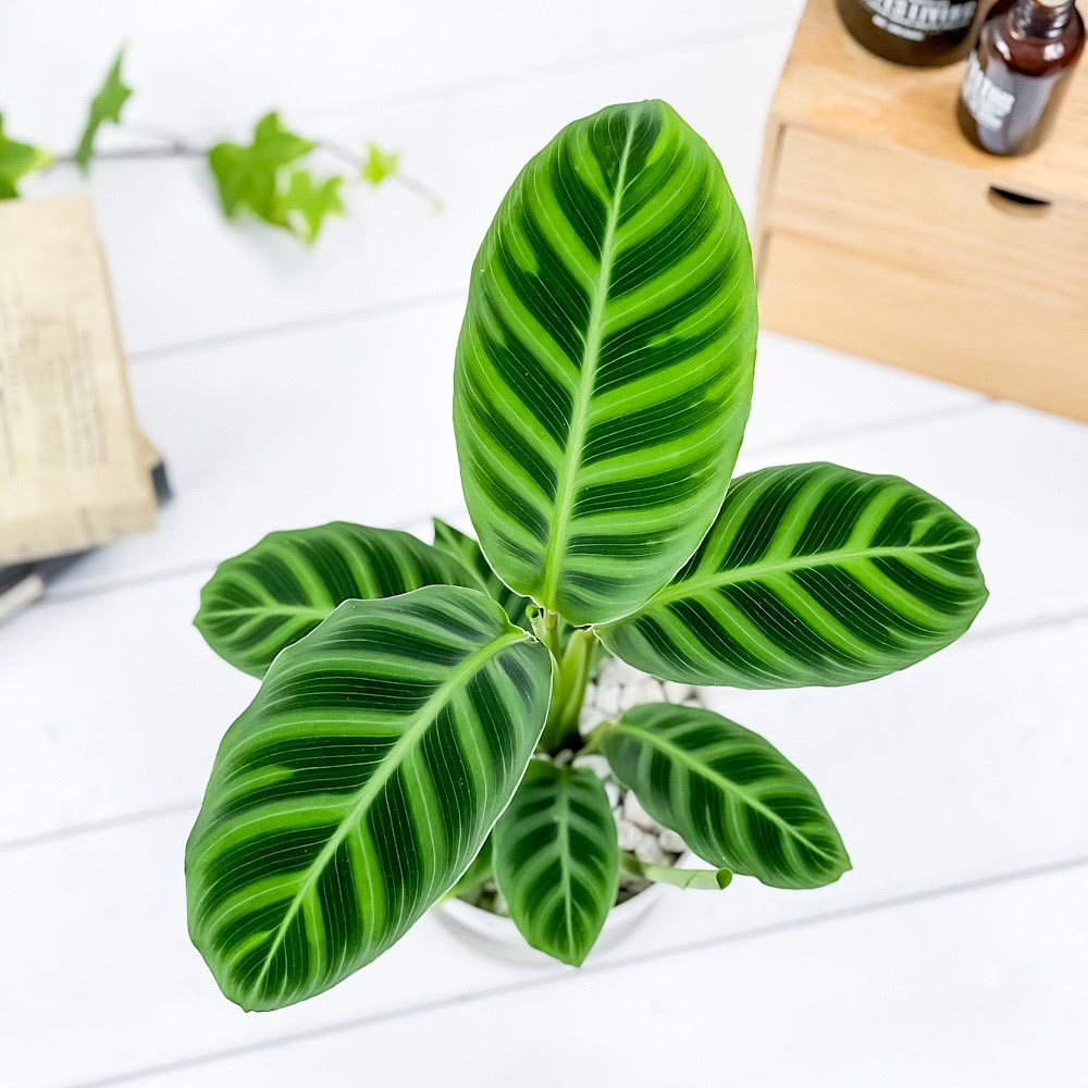 PLANCHU 観葉植物 カラテア ゼブリナ フミリオル 4号鉢 受け皿付き 育て方説明書付き Calathea zebrina ‘Humilior’