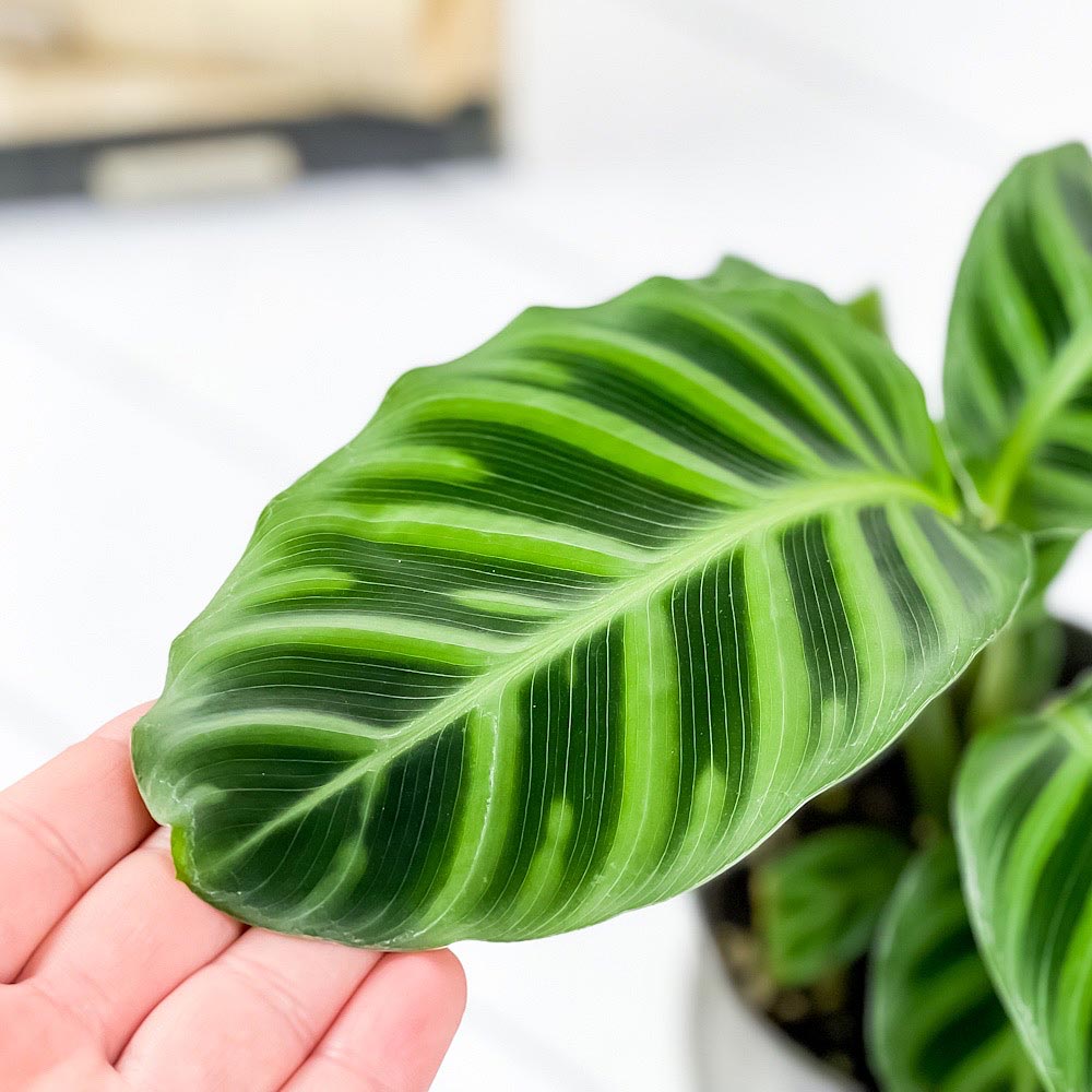 PLANCHU 観葉植物 カラテア ゼブリナ フミリオル 4号鉢 受け皿付き 育て方説明書付き Calathea zebrina ‘Humilior’