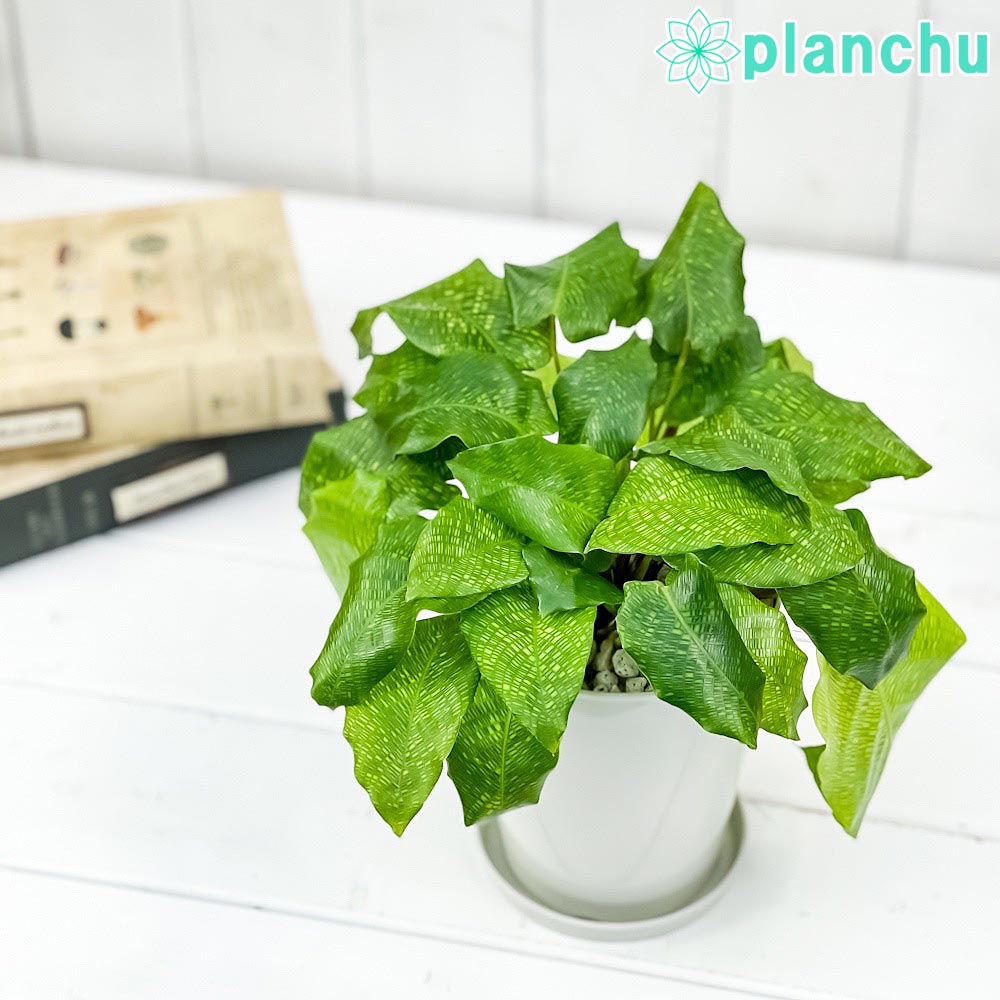 PLANCHU 観葉植物 カラテア ムサイカ 4号鉢 受け皿付き 育て方説明書付き Calathea musaica モザイク