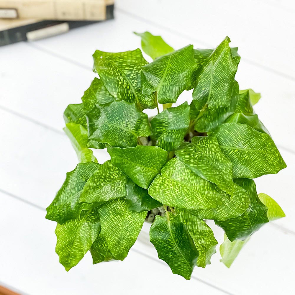 PLANCHU 観葉植物 カラテア ムサイカ 4号鉢 受け皿付き 育て方説明書付き Calathea musaica モザイク