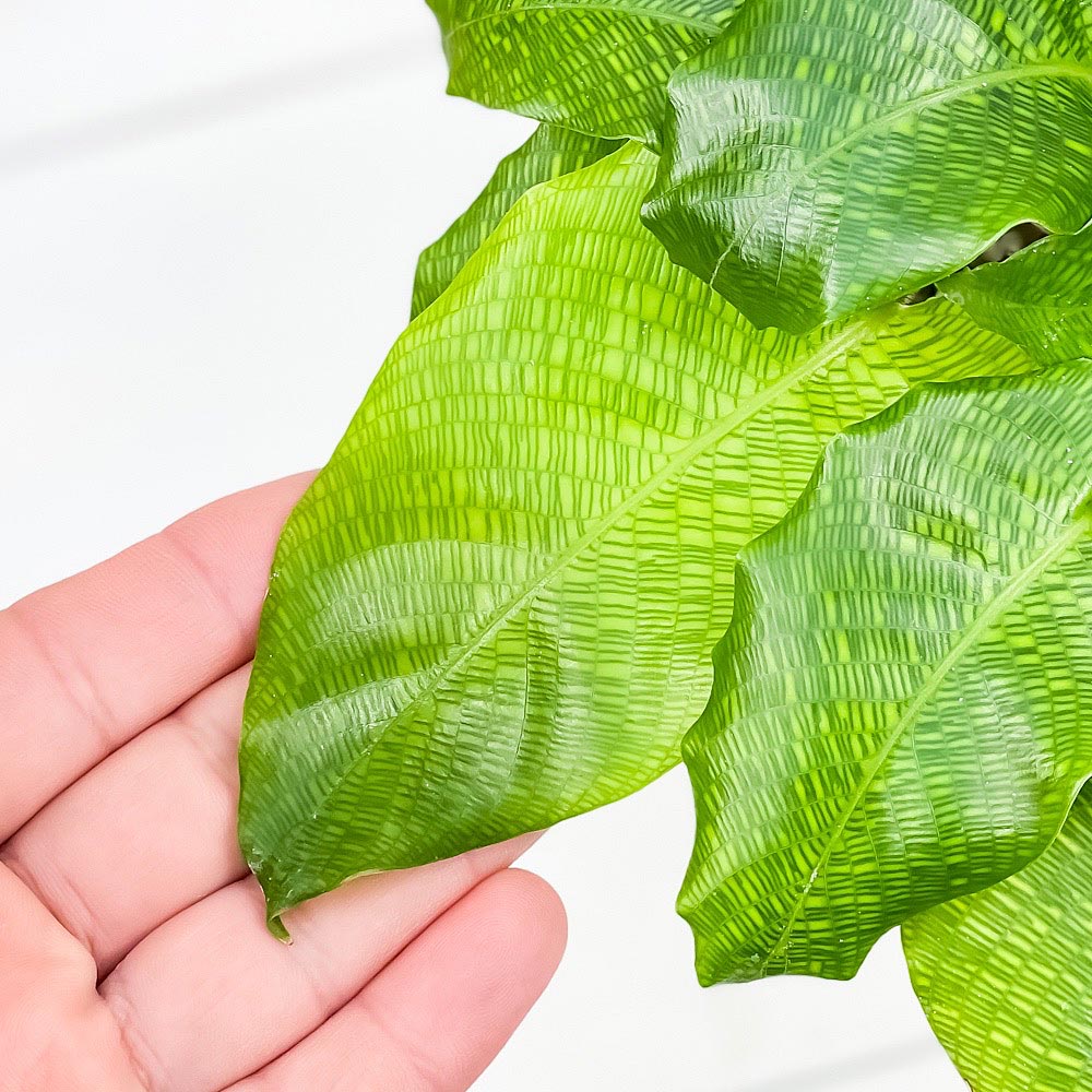 PLANCHU 観葉植物 カラテア ムサイカ 4号鉢 受け皿付き 育て方説明書付き Calathea musaica モザイク