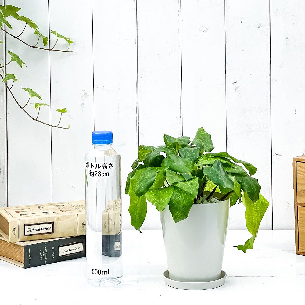 PLANCHU 観葉植物 カラテア ムサイカ 4号鉢 受け皿付き 育て方説明書付き Calathea musaica モザイク