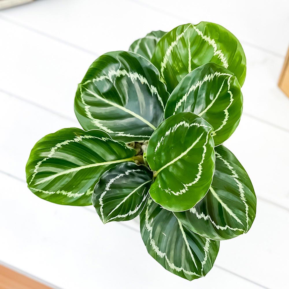 PLANCHU 観葉植物 カラテア グリーンローズ 4号鉢 受け皿付き 育て方説明書付き Calathea ‘Green Rose’
