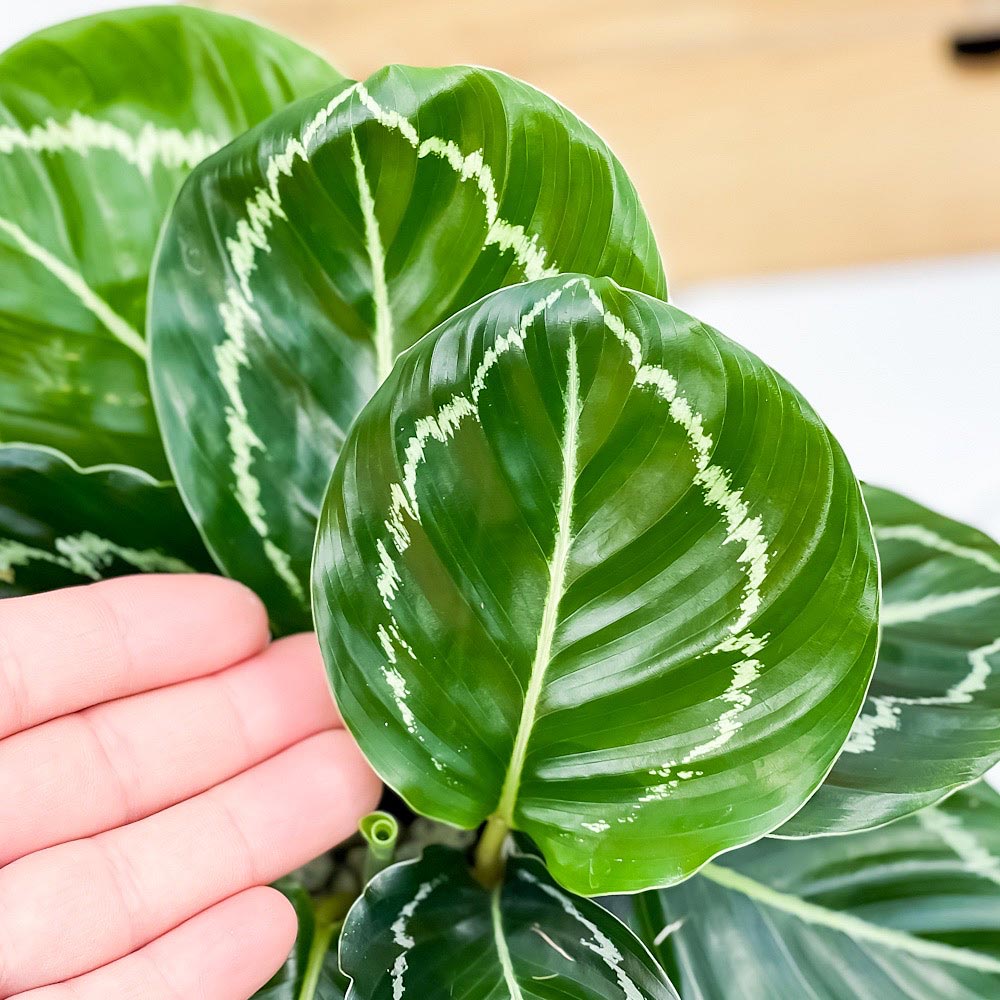 PLANCHU 観葉植物 カラテア グリーンローズ 4号鉢 受け皿付き 育て方説明書付き Calathea ‘Green Rose’