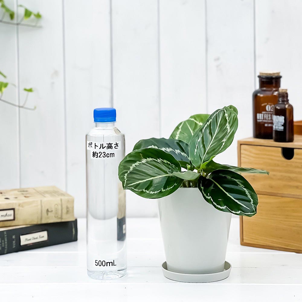 PLANCHU 観葉植物 カラテア グリーンローズ 4号鉢 受け皿付き 育て方説明書付き Calathea ‘Green Rose’