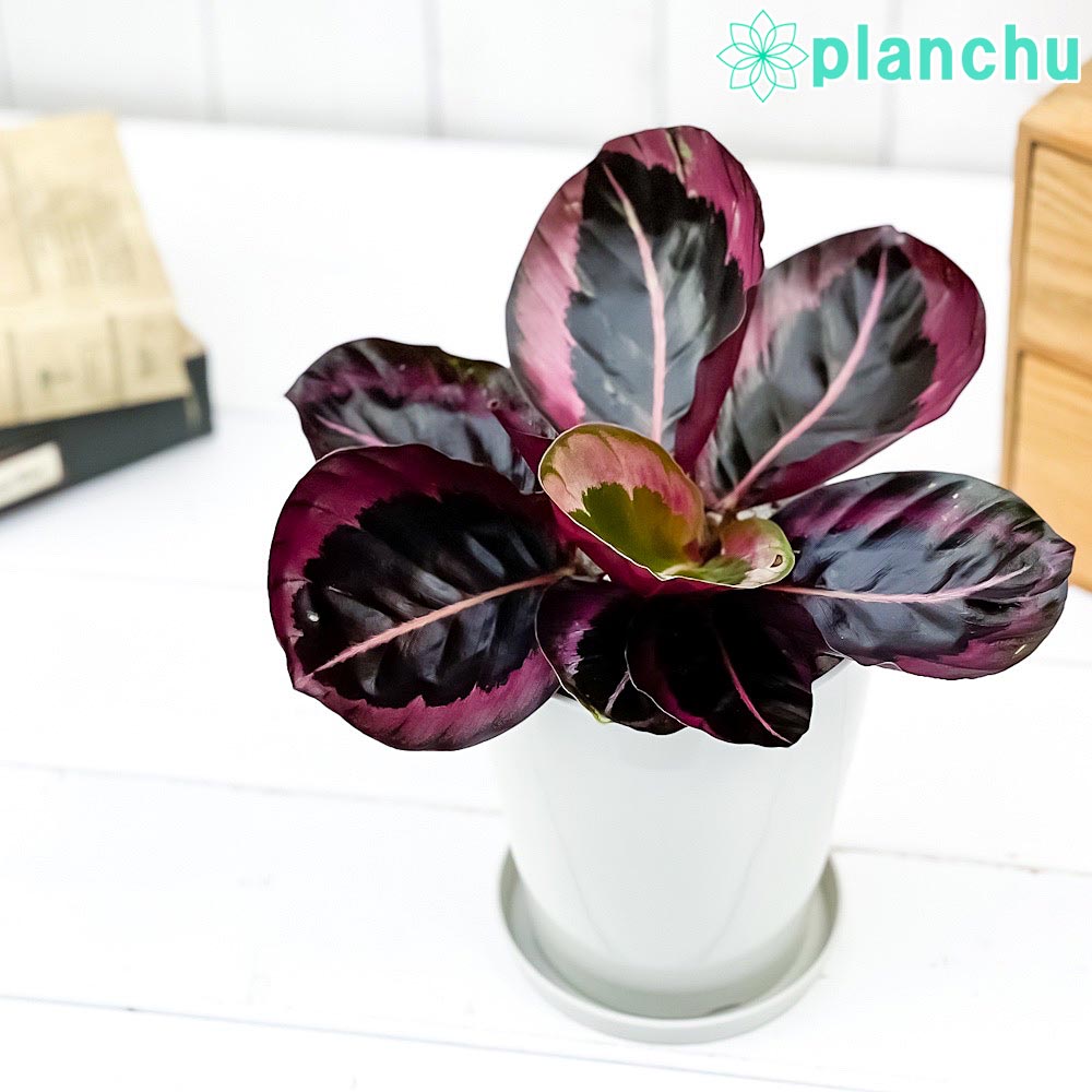 PLANCHU 観葉植物 カラテア パープルローズ 4号鉢 受け皿付き 育て方説明書付き Calathea ‘Purple Rose’