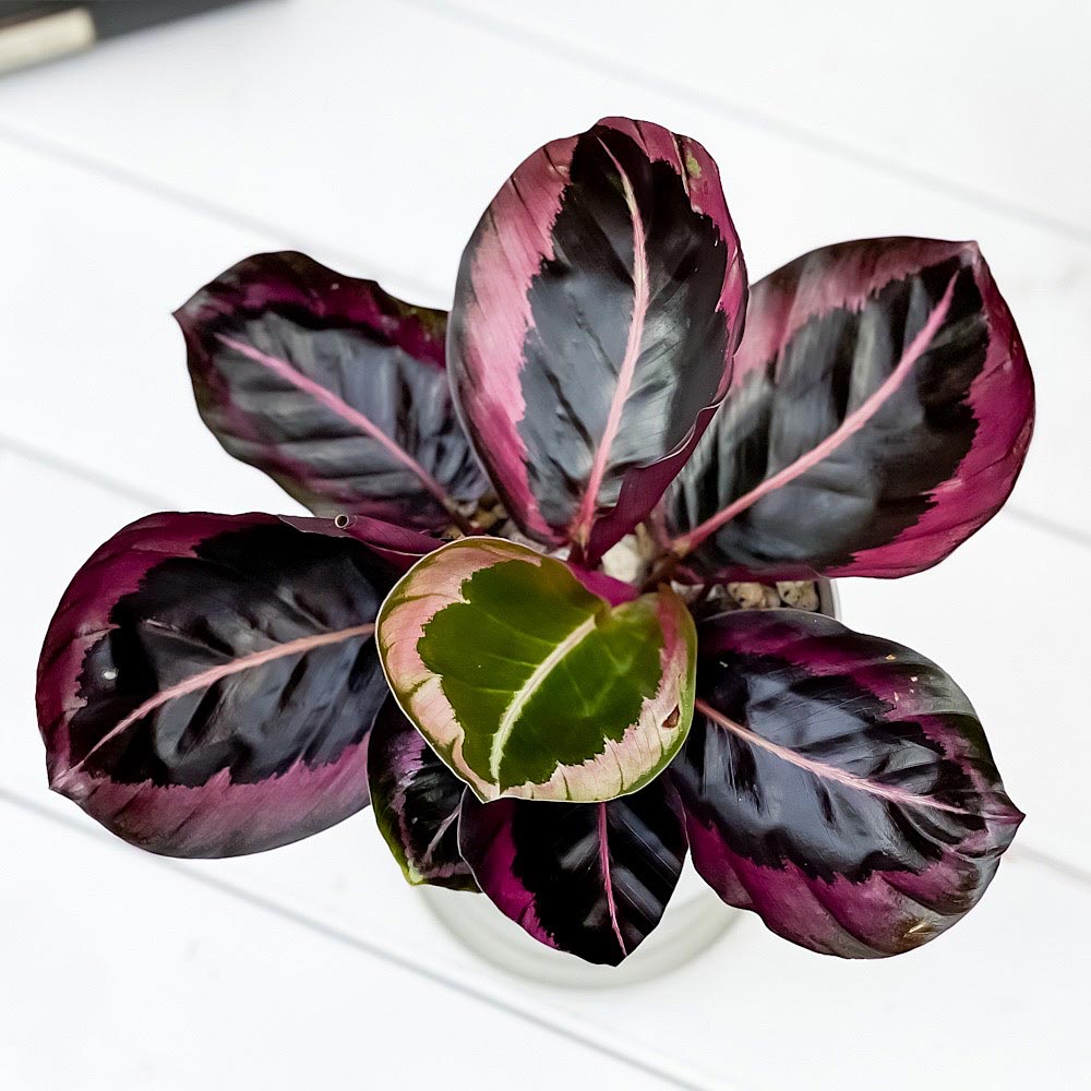 PLANCHU 観葉植物 カラテア パープルローズ 4号鉢 受け皿付き 育て方説明書付き Calathea ‘Purple Rose’