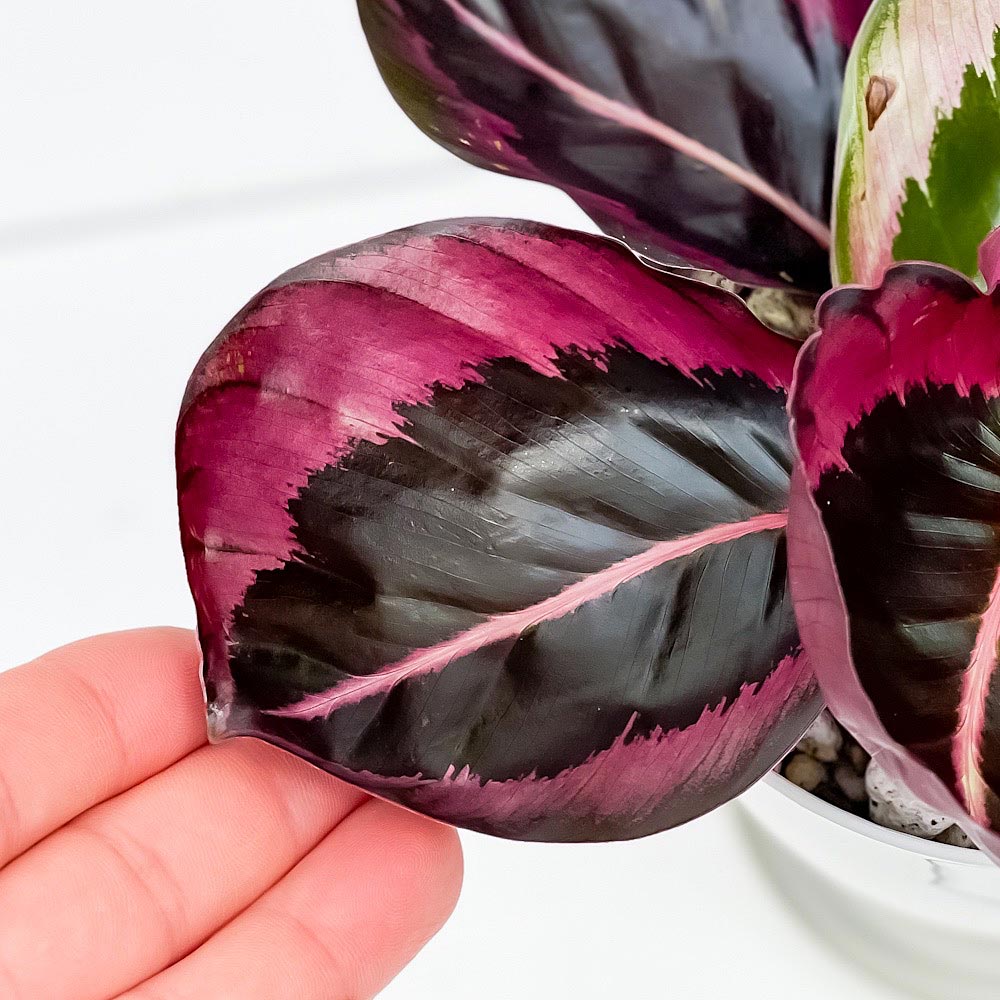 PLANCHU 観葉植物 カラテア パープルローズ 4号鉢 受け皿付き 育て方説明書付き Calathea ‘Purple Rose’