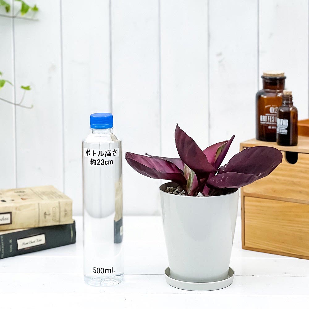 PLANCHU 観葉植物 カラテア パープルローズ 4号鉢 受け皿付き 育て方説明書付き Calathea ‘Purple Rose’