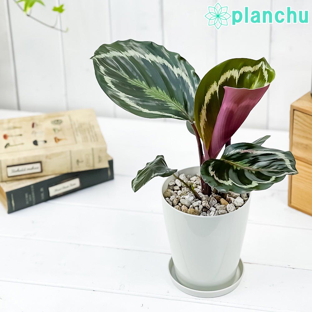 PLANCHU 観葉植物 カラテア メダリオン 4号鉢 受け皿付き 育て方説明書付き Calathea ‘Medallion’