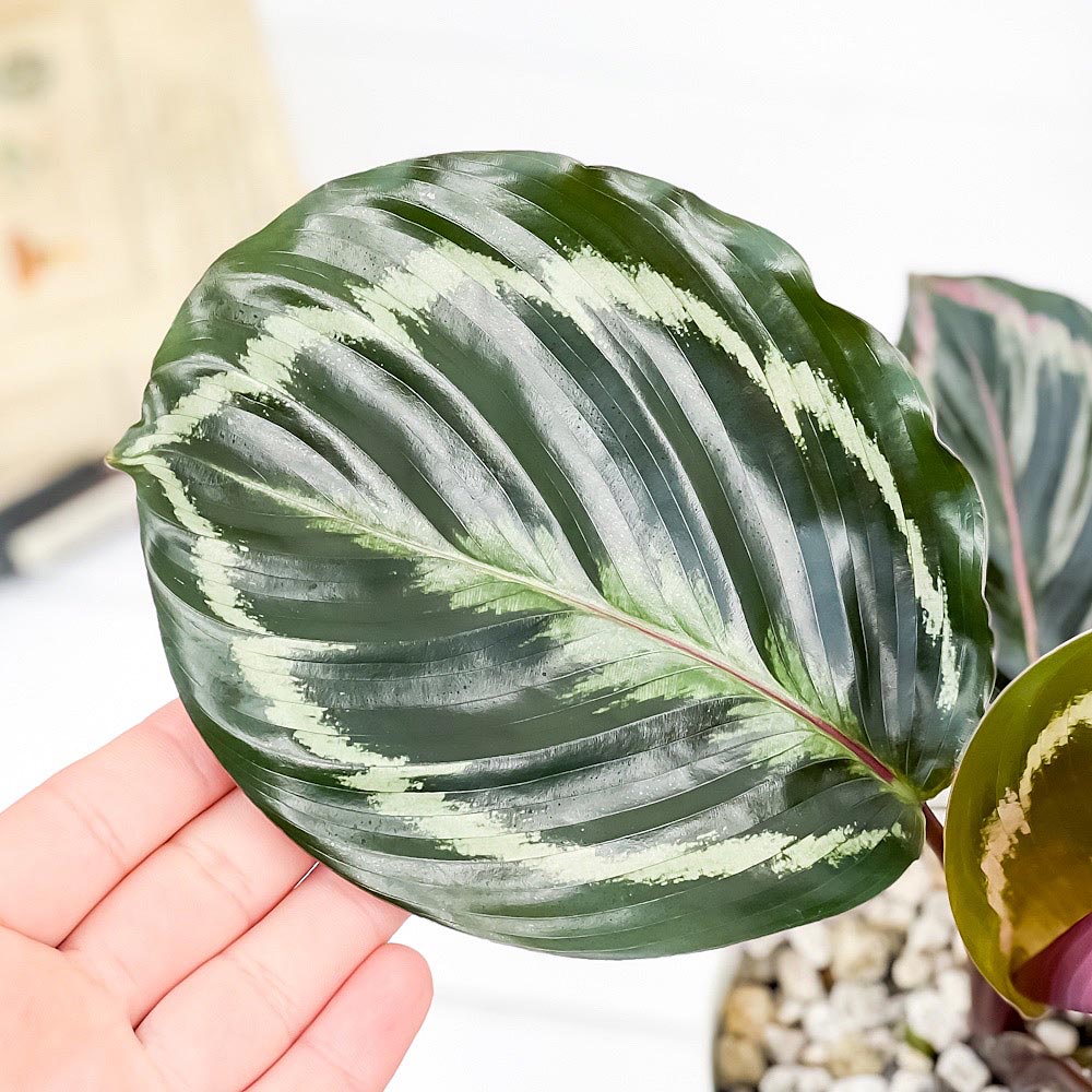PLANCHU 観葉植物 カラテア メダリオン 4号鉢 受け皿付き 育て方説明書付き Calathea ‘Medallion’